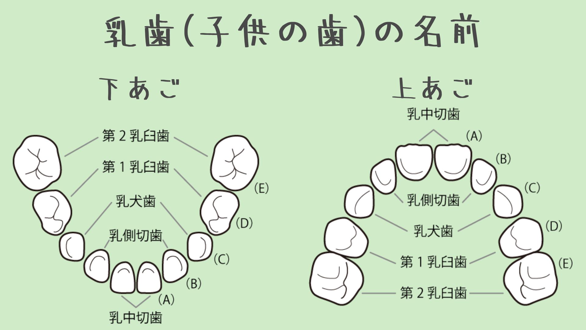 ⭐️乳歯のはえかわりについて#1