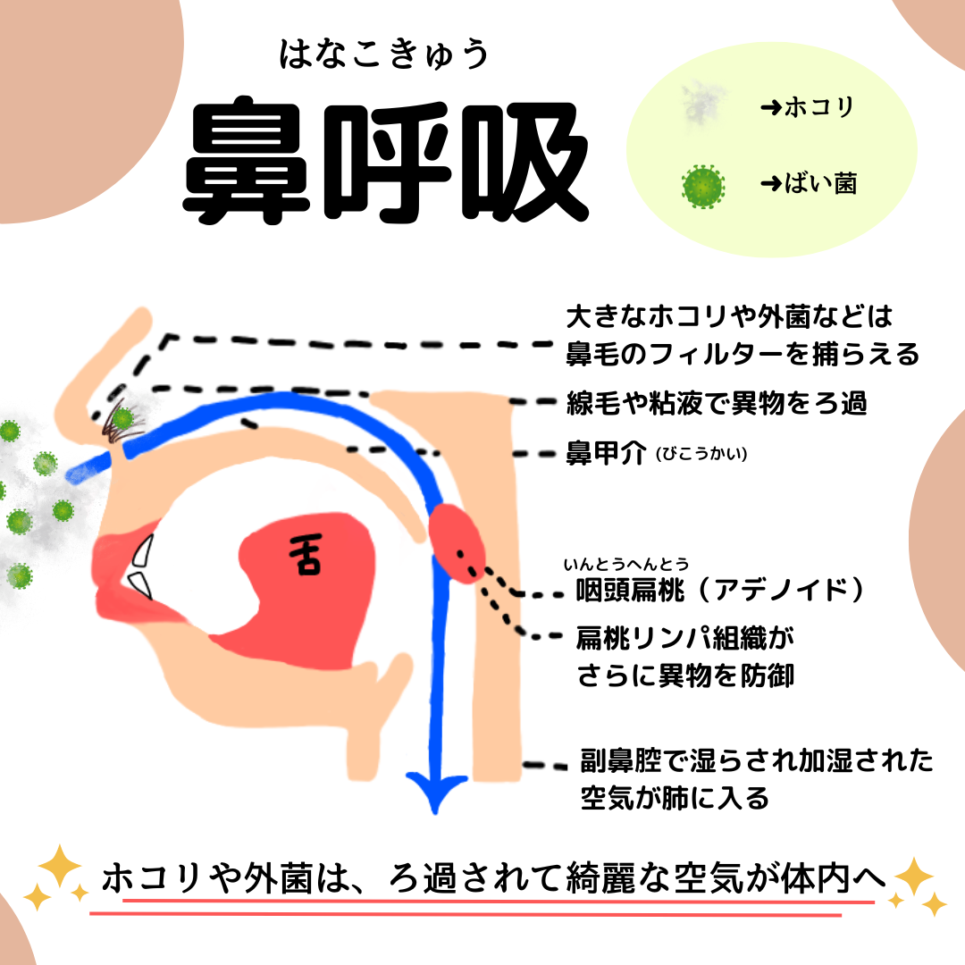 呼吸の仕組み🧘