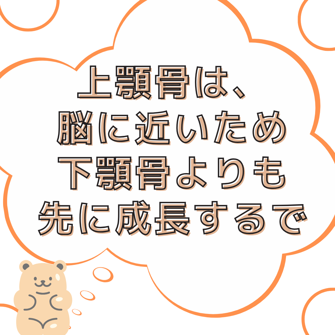 お顔の成長が歯並びに関わるお話
